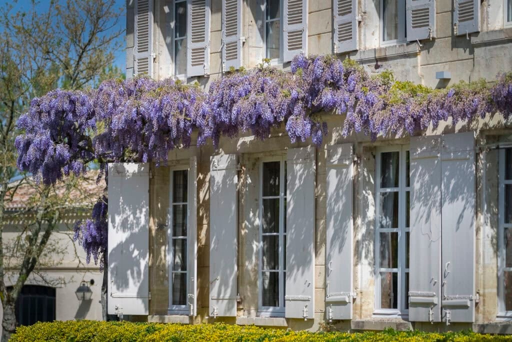Façade en pierre d’une maison à Saint-Émilion ornée de glycines violettes en fleurs
