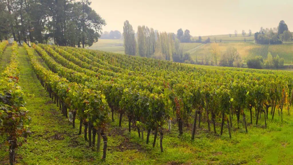 Paysage de vignoble bordelais au lever du jour, illustrant un week-end œnologique et un séjour au cœur des vignes de Bordeaux